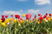 Картина, постер, плакат, фотообои "красивые красочные тюльпаны на фоне голубого неба с облаками", артикул 24987309