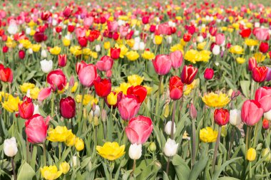 Hollanda 'da çok güzel renkli laleler var.