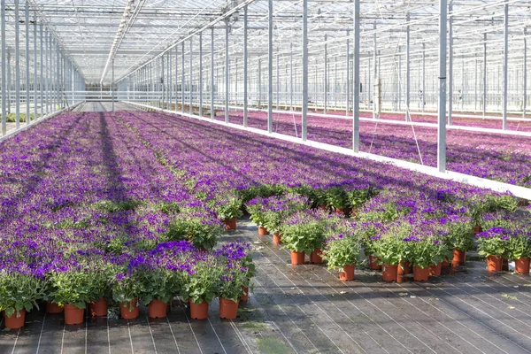 Flores roxas em uma estufa — Fotografia de Stock