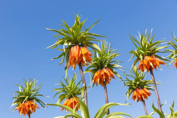 Orange Crown Imperial Lily, latin name - Frittilaria imperialis — Stock Photo, Image