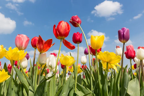 Hermosos tulipanes coloridos contra un cielo azul con nubes — Foto de Stock