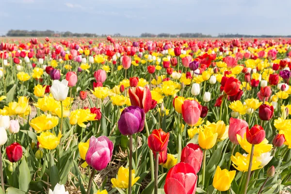 Pole krásných barevných tulipánů v Nizozemsku — Stock fotografie