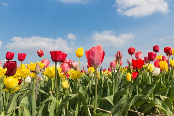 Hermosos tulipanes coloridos contra un cielo azul con nubes — Foto de Stock