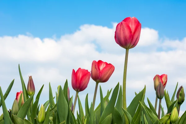 Red Tulips under a blue sunny sky Royalty Free Stock Photos