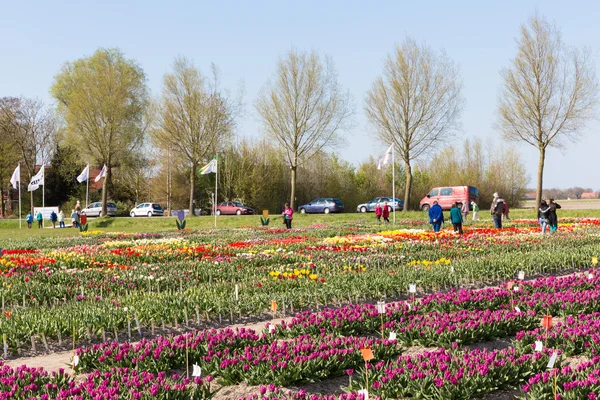 Jardim de tulipas ornamentais — Fotografia de Stock