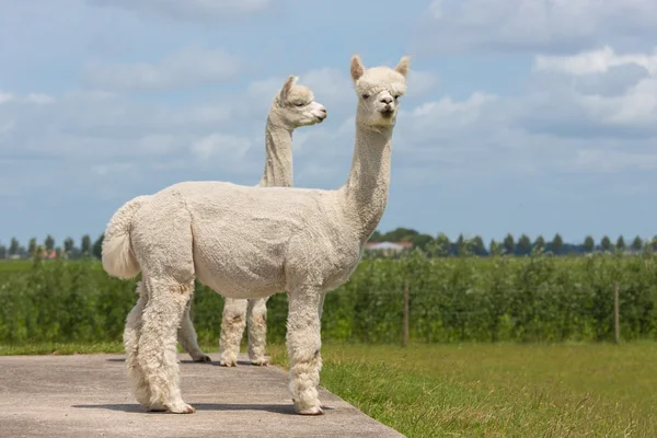 Dos alpacas peruanas en un parque de animales holandés — Foto de Stock