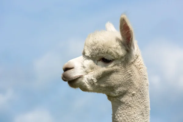 Retrato de uma alpaca peruana em um parque animal holandês — Fotografia de Stock