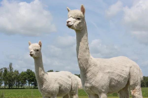 Dwa peruwiańskiego alpacas holenderskiego parku zwierząt — Zdjęcie stockowe