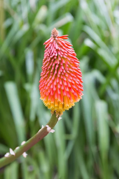 Kniphofia uvaria atau pabrik poker terisolasi dari latar belakang hijau — Stok Foto