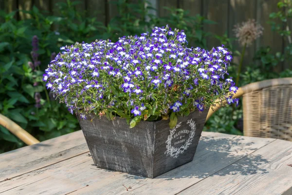 Mesa de jardín decorada con lobelias azules — Foto de Stock