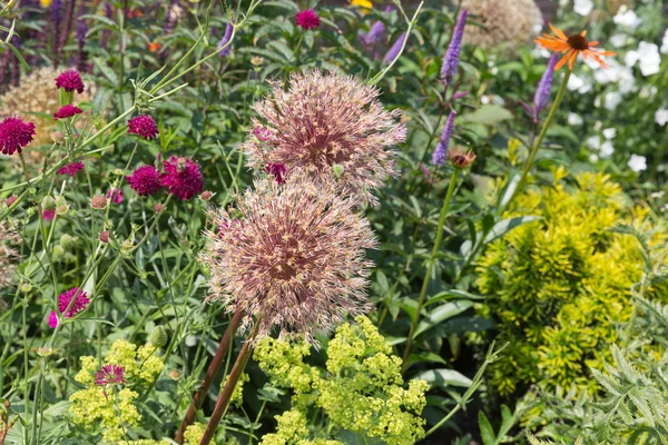 Svěží zahrady s scabiou česnek a pole — Stock fotografie