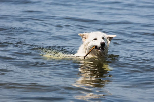 White swiss shepherd retrieving a branch out of the water — Stock Photo, Image