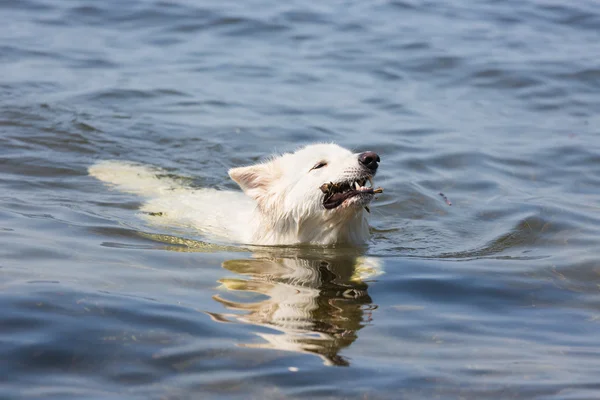 White swiss shepherd retrieving a branch out of the water — Stock Photo, Image