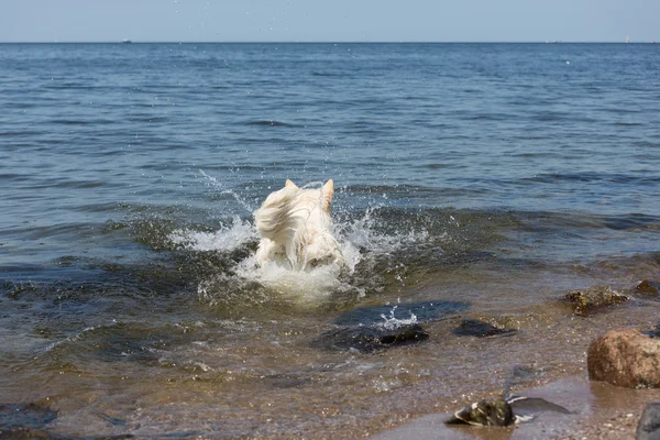 White swiss shepherd runs into the water — Stock Photo, Image