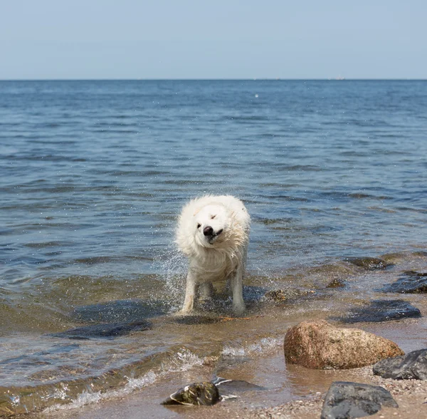 White swiss shepherd coming out of the water — Stock Photo, Image