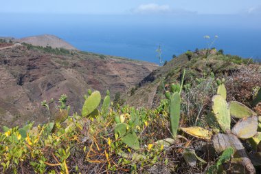 kaktüsler, la palma, canary islandss Dağları