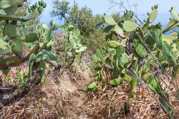 Sentier pédestre à travers le champ de cactus à La Palma, Îles Canaries — Photo