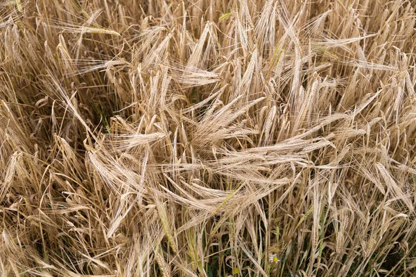 Grano amarillo listo para la cosecha que crece en un campo agrícola —  Fotos de Stock