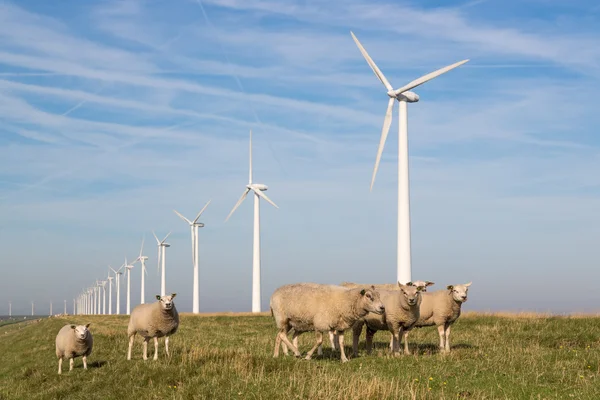 Sheep at a dike along a row of wind turbines — Stock Photo, Image