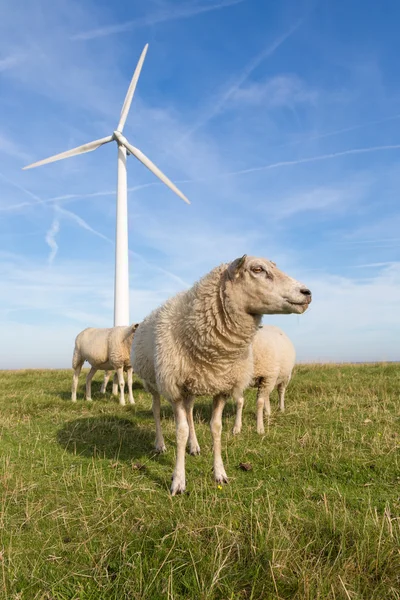 Sheep at a dike along a row of wind turbines — Stock Photo, Image