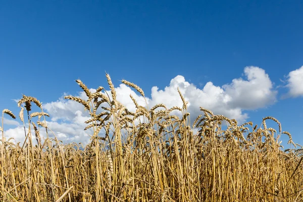 Golden, ripe wheat against blue sky background. — Stock Photo, Image