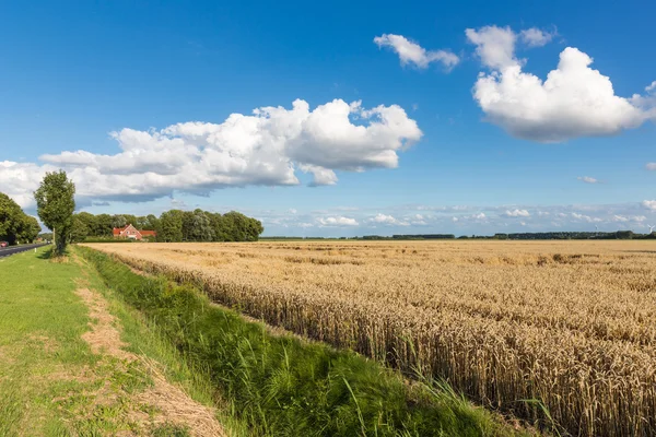 Nederlandse landbouwgrond met tarweveld en cloudscape — Stockfoto