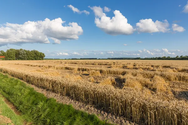 Campos agrícolas holandeses con campo de trigo y paisaje nublado — Foto de Stock