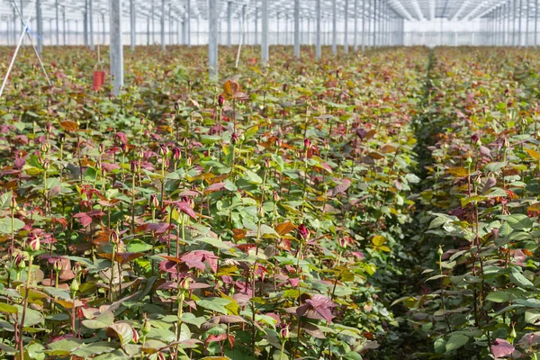 Rose cultivation in a big Dutch greenhouse — Stock Photo, Image