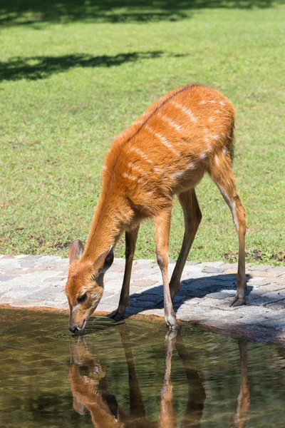 Ελάφι πίνει νερό από μια πισίνα σε ένα ζωικό πάρκο — Φωτογραφία Αρχείου