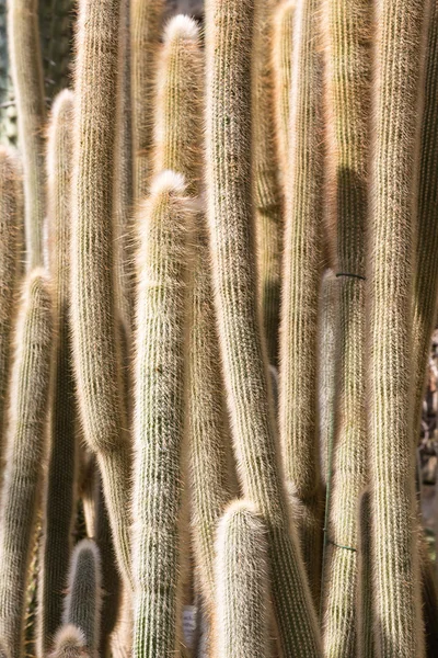 Primo piano di molti grandi cactus in un giardino botanico — Foto Stock