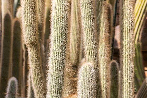 Close-up van vele grote cactussen in een botanische tuin — Stockfoto