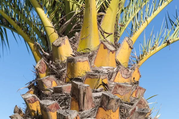 Stammen detalj av palm mot en blå himmel — Stockfoto