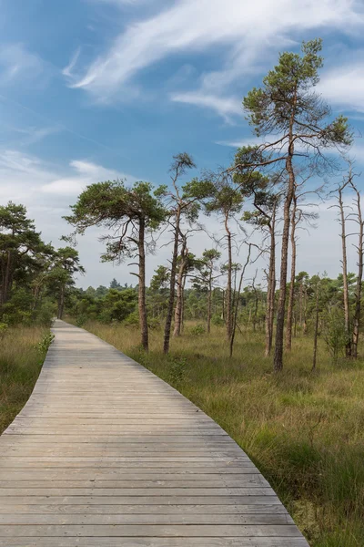 Wooden pathway through wetland with trees — Stock Photo, Image