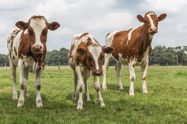 Kíváncsi, a holland tehén legelő — Stock Fotó