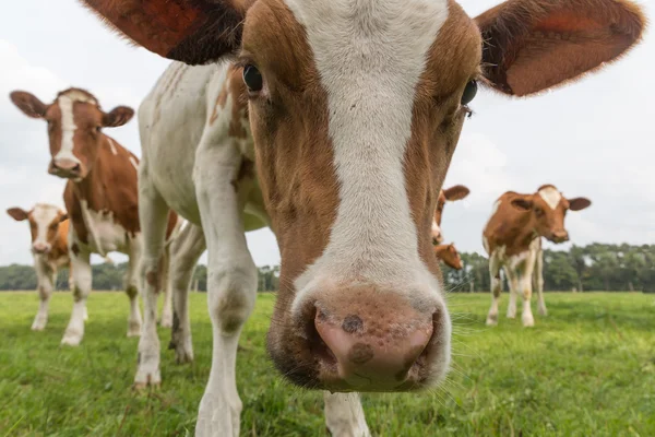 Ciekawy, pastwiska krowy w języku niderlandzkim — Zdjęcie stockowe