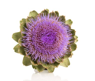 Isolated artichoke at white backgound clipart