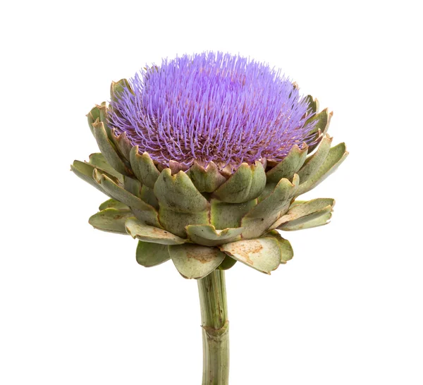 Isolated artichoke at white backgound — Stock Photo, Image