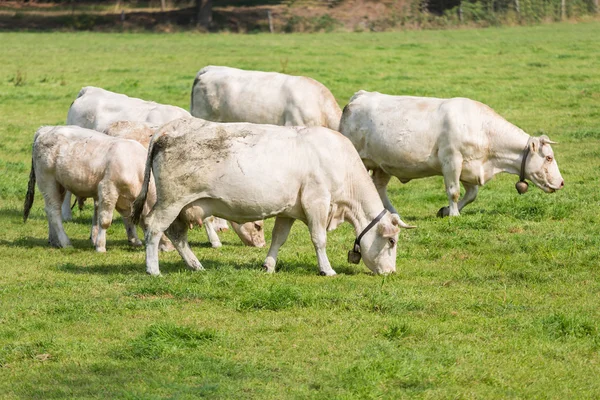 Pastwisko białych krów w języku niderlandzkim — Zdjęcie stockowe