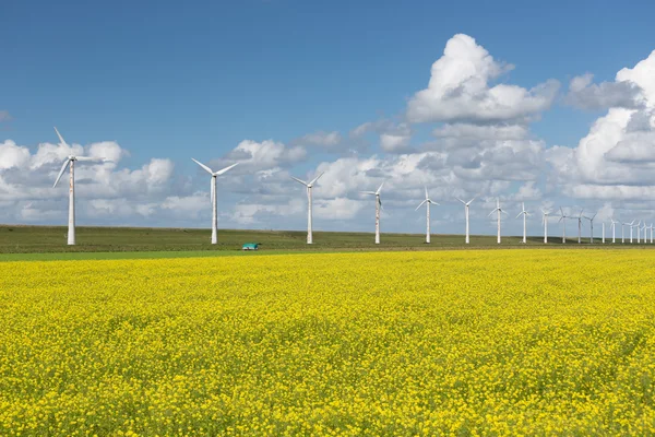 Paisagem rural holandesa com colza e turbinas eólicas — Fotografia de Stock