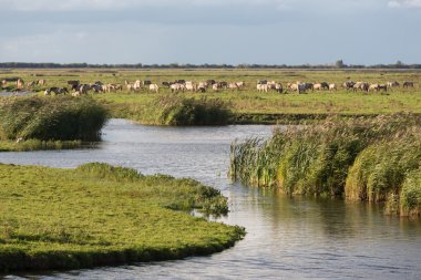 milli park oostvaardersplassen atları ile Hollandalı sulak
