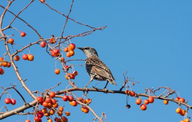 bir elma ağacı meyve yeme starling benekli