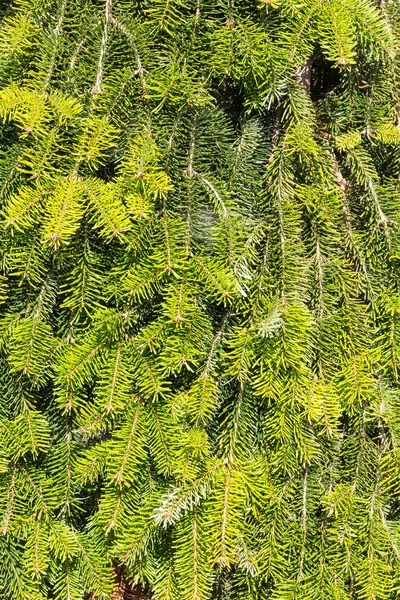 Achtergrond van groene fir naalden — Stockfoto