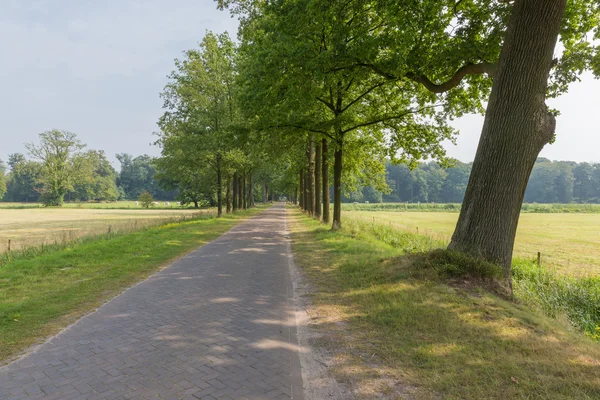 Dutch landscape with paving stone country road and trees — Stock Photo, Image