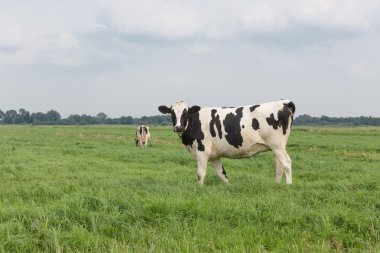 Farmland with black and white cow, the Netherlands clipart