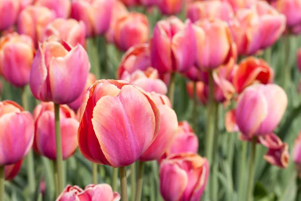 Červené krásné tulipány pole v jarním čase — Stock fotografie