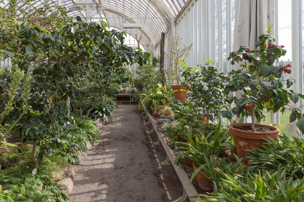Тропическая теплица с растениями и кактусами — стоковое фото
