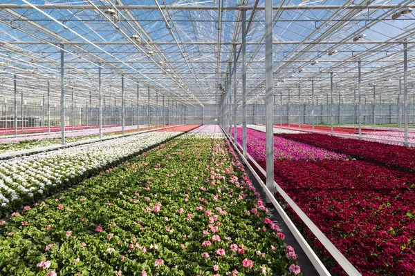 Paarse bloemen in een Nederlandse kas — Stockfoto