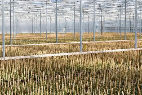 Культивация фуксии привязана к бамбуковой раме в голландской оранжерее — стоковое фото