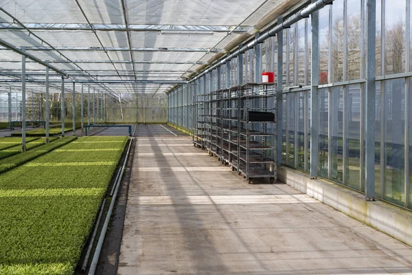 Cultivation of cupressus in a Dutch greenhouse — Stock Photo, Image