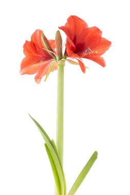 Beyaz bir arka plan üzerinde çiçek açan nergis zambağı